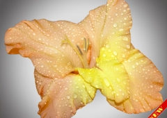 Цветок гладиолуса