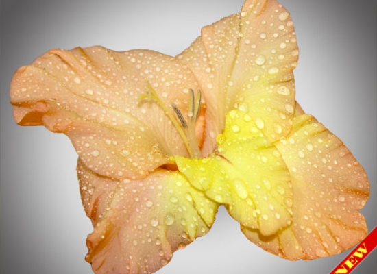 Цветок гладиолуса